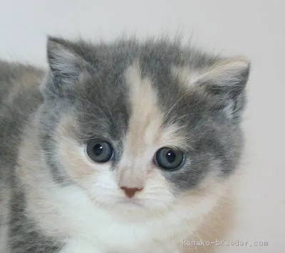 ID:2001-01072の子猫