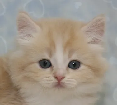 ID：1404-00396の子猫