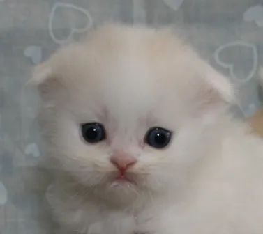 ID:1303-00072の子猫