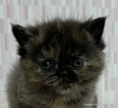 ID：2202-01954の子猫