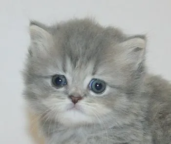 ID：1906-02163の子猫