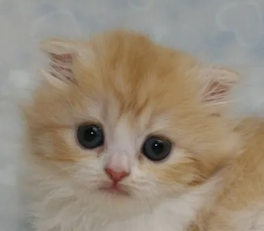 ID：1306-00154の子猫