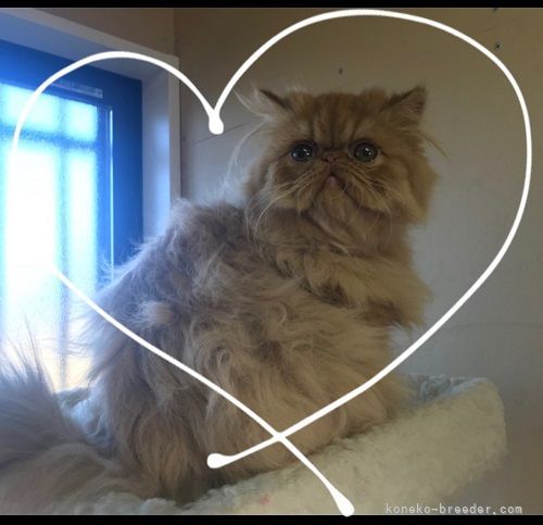 ペルシャ【・男の子・2018年7月14日・レッドタビー】