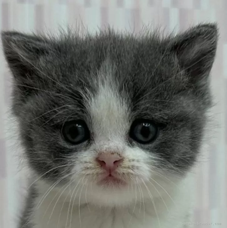 ID：2405-01396の子猫