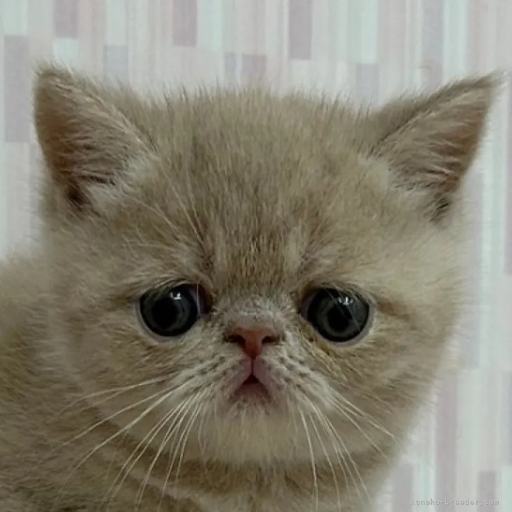 ID:2304-03046の子猫