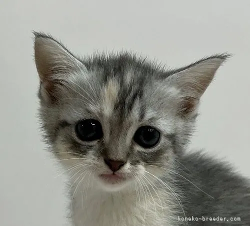 ID：2110-02499の子猫