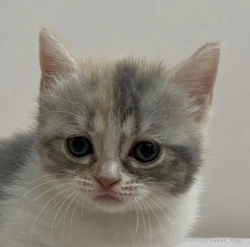 ID:2109-01603の子猫