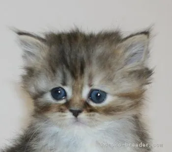 ID：1812-00978の子猫