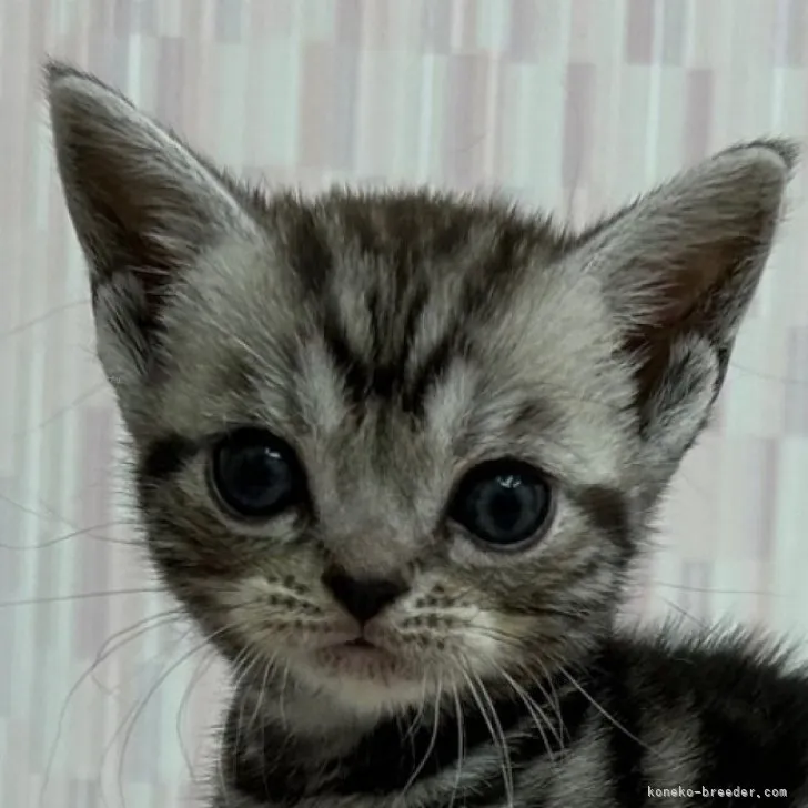 ID：2310-02815の子猫