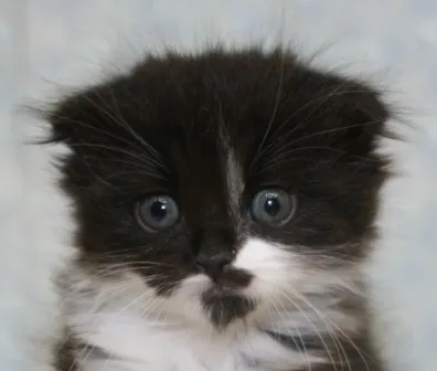 ID:1405-00188の子猫