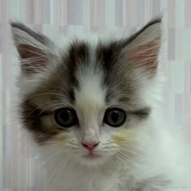 ID：2407-00809の子猫