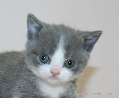 ID：2002-01246の子猫