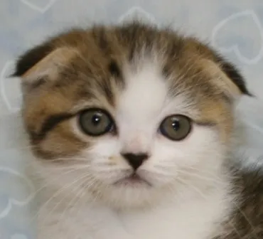 ID：1306-00006の子猫