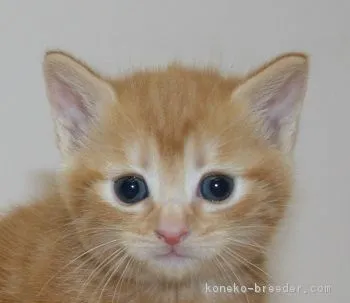 ID：1812-01352の子猫