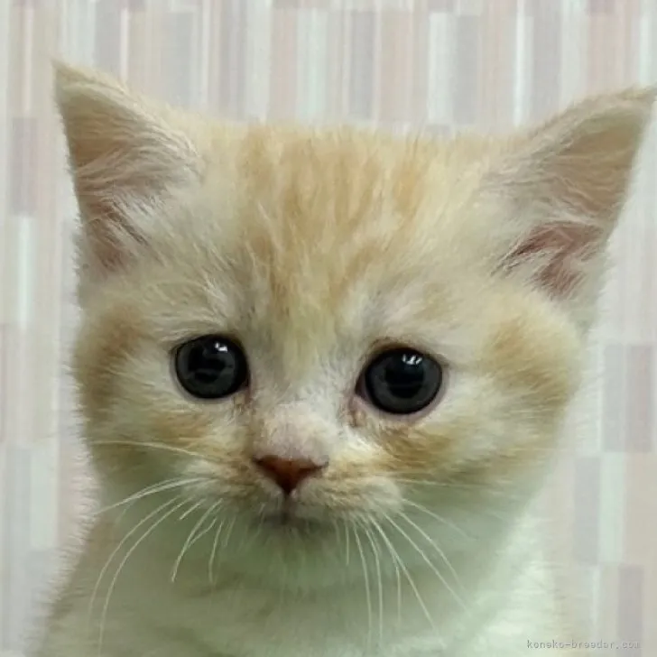 ID:2308-02312の子猫