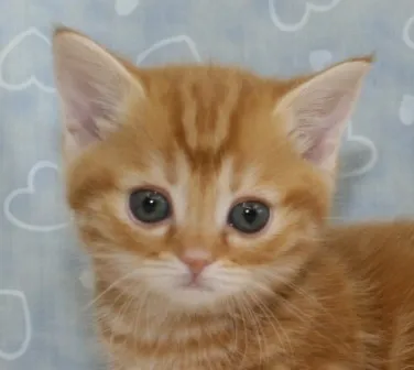 ID:1301-00135の子猫