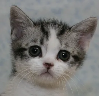 ID:1306-00008の子猫