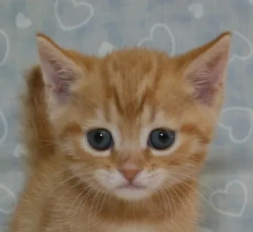 ID：1305-00007の子猫