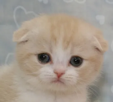 ID:1304-00219の子猫