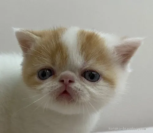 ID：2010-01469の子猫