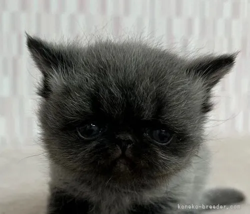 ID：2202-01957の子猫