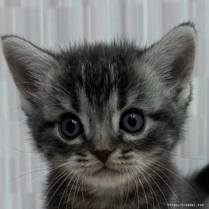 ID：2412-00093の子猫