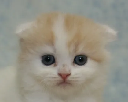 ID：1406-00237の子猫