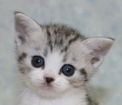 ID：1506-00089の子猫