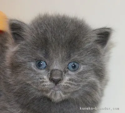 ID:1612-00086の子猫