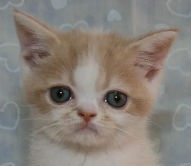 ID：1406-00013の子猫