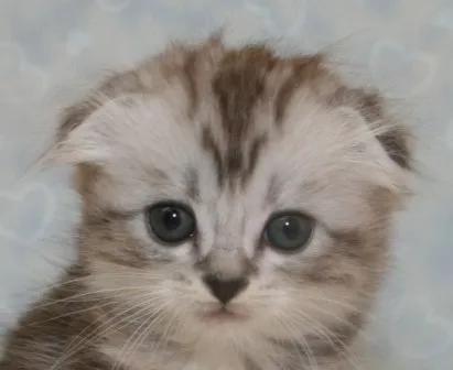 ID:1405-00278の子猫