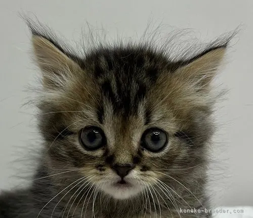 ID：2110-02547の子猫