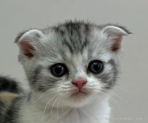ID:2110-00730の子猫