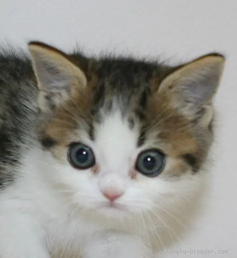 ID：1511-00479の子猫
