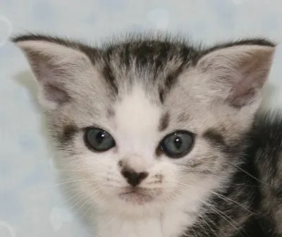 ID：1411-00277の子猫