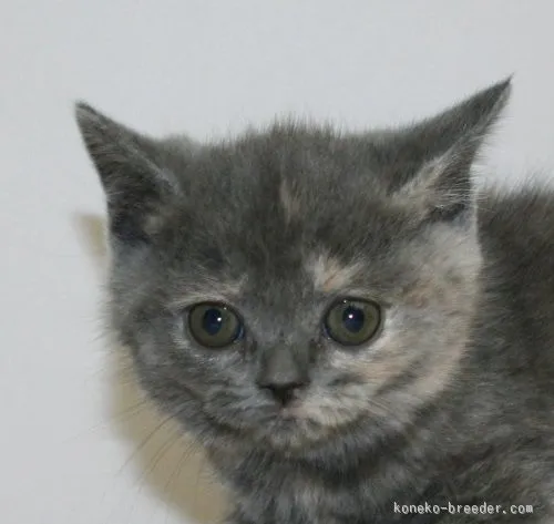 ID:1511-00482の子猫