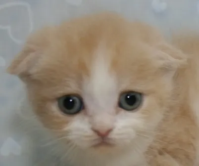 ID：1304-00221の子猫