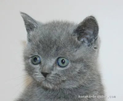 ID：2003-00349の子猫