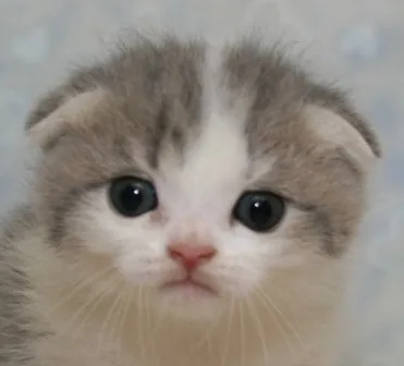ID：1308-00022の子猫