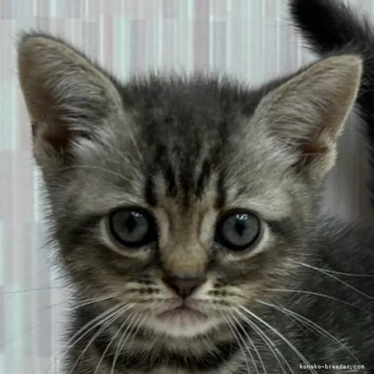 ID:2406-00852の子猫