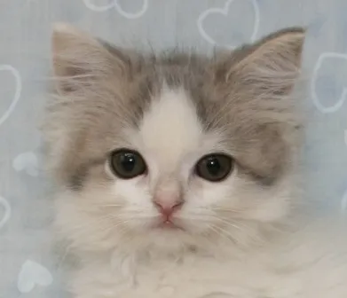 ID：1309-00165の子猫