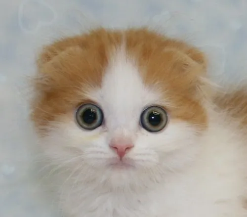 ID：1505-00674の子猫