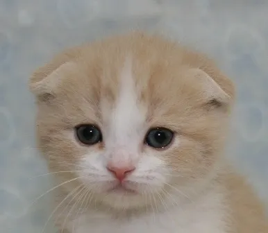 ID：1405-00053の子猫