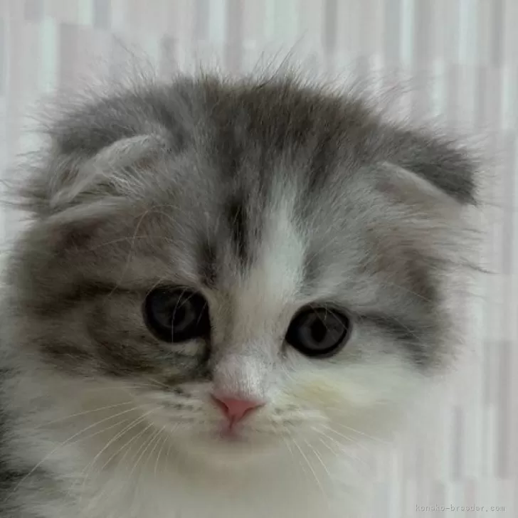 ID：2410-01523の子猫