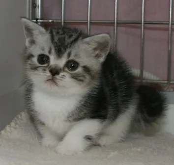 ID：1402-00125の子猫