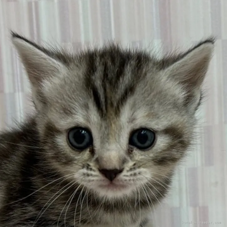 ID:2311-00476の子猫