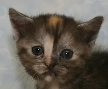ID：1407-00037の子猫