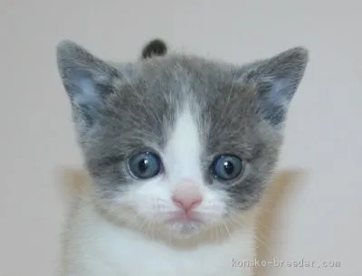 ID：2002-01039の子猫