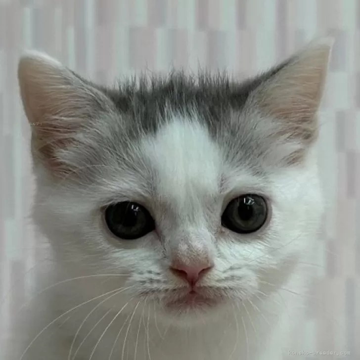 ID:2406-02647の子猫
