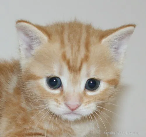 ID：2010-01172の子猫